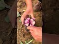 so beautiful u0026 fresh organic radish cutting delicious radish harvest from farm shorts ytshorts