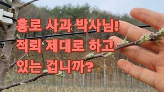 대과 사과를 생산하는 첫걸음 적뢰,적화,적과 하기