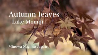 『もみじ湖』  紅葉   ￼Lake Momiji   Autumn leaves    長野県箕輪町