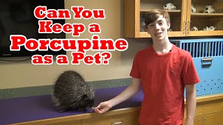 Can You Keep a Porcupine as a Pet?