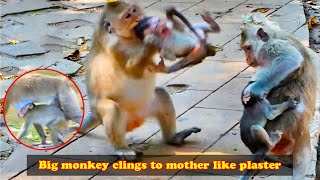 The mother monkey was tired, numb, dizzy and unable to remove the “plaster” from her body.