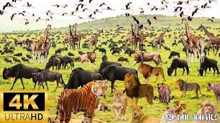 4K African Animals：Kruger National Park - Stunning Safari Adventure With Nature Sounds