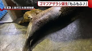 「もふもふ♪」ゴマフアザラシの赤ちゃん　モニター越しでも愛くるしい！【新潟・上越市】 (23/03/24 19:05)