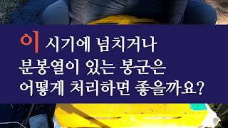 9월 중순의 분봉열, 어떻게 처리하면 좋을까? 증소, 봉판빼기, 봉판교환