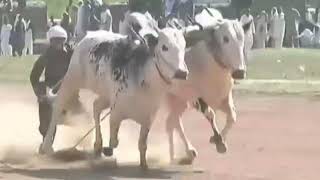 Bull race video 2024! Fateh jangi bull race (Fakhry haripur dand) Danda ne jalsy