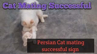 Successful Persian Cat Mating Sign | How To Breed Cat | Best Cat Mating Sign | Cat Mating Problem |