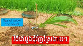 វិធីដាំដូងក្រអូបងាយៗតាមភ្លឺស្រែ/Tip of growing coconut