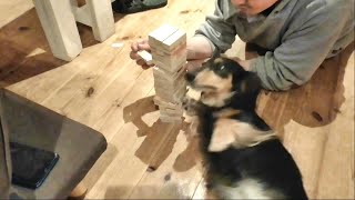 愛犬とジェンガ対決したら面白かったｗ　ミニチュアダックスのキキと飼い主　【おもしろ動画】　It was fun to have a Jenga showdown with my dog