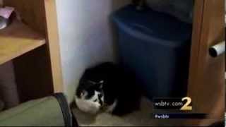Aggravated cat is subdued by police after terrorizing family