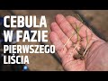 Cebula w fazie pierwszego liścia właściwego - zabiegi herbicydowe