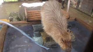 2024/12/22 長野須坂市動物園　カピバラ温泉に入ります～　#カピバラ温泉