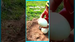 এত বড় ডিম কোন প্রাণীর হয়#youtubeshorts #viral #egg #eggs #shorts