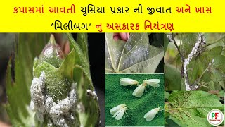 કપાસમાં આવતી ચુસિયા પ્રકાર ની જીવાત અને ખાસ મિલીબગ નુ અસકારક નિયંત્રણ.