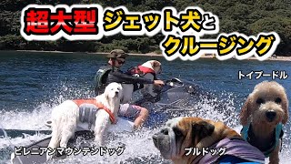 犬『ブルドッグ』超大型ジェット犬とジェットスキーでクルージング in猪苗代湖