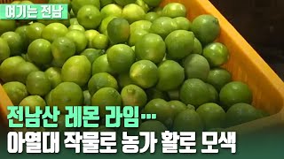 [여기는 전남] 전남산 레몬 라임…아열대 작물로 농가 활로 모색 / KBS 2021.08.26.