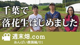 落花生一本でいきます！ 品質にこだわる落花生栽培 | あんばい農園01