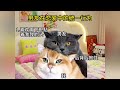 每天和男友的睡前视频聊天每天和男友的睡前视频聊天 cat cute funny