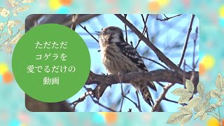 ただただコゲラを愛でるだけの動画