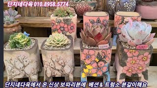 단지네다육의 신상 보따리분에 트럼소 \u0026 베션 분갈이합니다~ 단지네다육 010.8958.5774