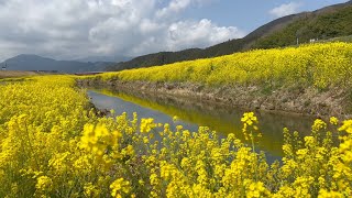 2022/03/14　春爛漫！　矢落川河川敷の菜の花畑　〜愛媛県大洲市〜