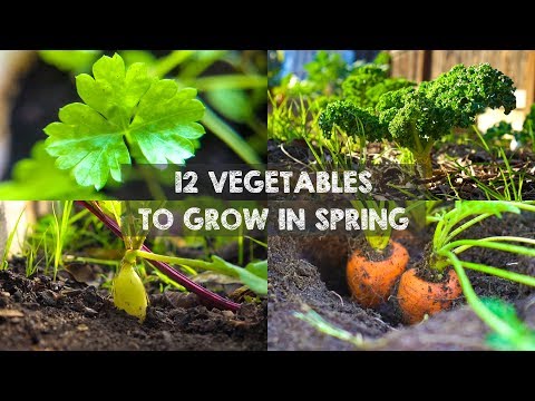 Which crops are grown in spring season?