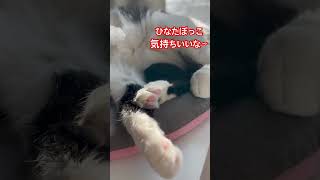 今日も気持ちよくお昼寝する保護猫ぴっち