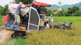 Nice Activities Harvester Cutting Rice At Rice Farms In Cambodia Techniques Operator Skills