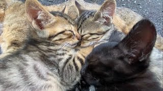 Kitten and mother cat, everyone sleeps together【funny cat videos】