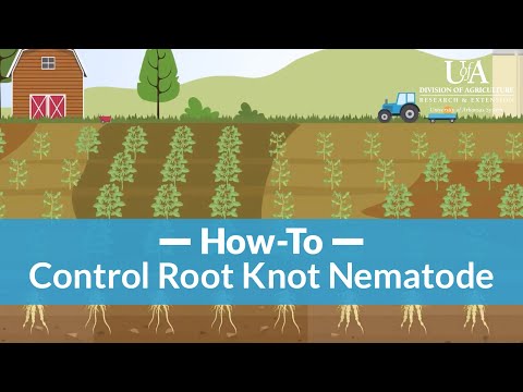 How do you control root knots in nematodes?