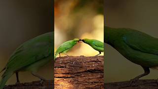 Amazing Birds in Tropical Rainforest with Their Soothing Sounds #bird #birdsounds #shorts #fyp