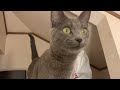 【猫】ロフトに潜む猫〜cat lurking in the loft〜