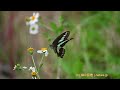 センダングサの花の蜜を吸うアオスジアゲハ