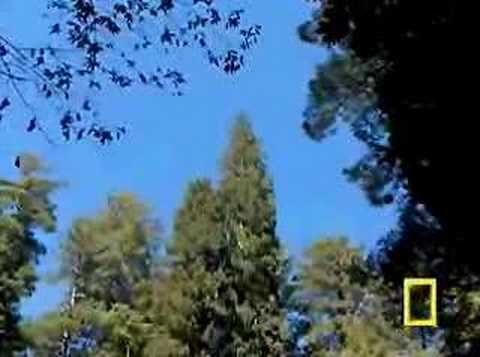 Sequoia-gigante (Sequoiadendron gigantea)