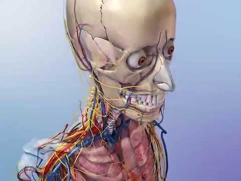 What two bones protect organs?