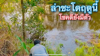 ยังดีที่ได้ตัว..ล่าชะโดท้ายฤดูกาล | วิถีพื้นบ้าน เดลิเวอรี่