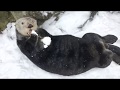 Sea Otter Snow Day