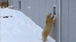 20181214:今日の円山動物園