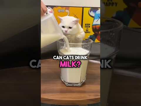 Can Cats Drink Milk?🍼 #shorts #cat - YouTube