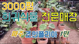 희귀식물 3000종 / 전국 최대매장 / 파주 조인폴리아 / 식덕들의 성지? 구경하세요~ [정원여행]