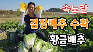 속노란 김장배추 수확!! 일찍 수확해서 뭘하려고?  #절임배추