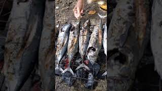 Sinugbang Tulingan nga Isda | Preskong Isda | Filipino Sinugba #tulingan #sinugba #shorts