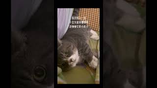 撒娇喵 这是我的小猪猫 小猫咪是看不腻的 我镜头下的小猫 猫撒娇 撒娇猫咪最好命