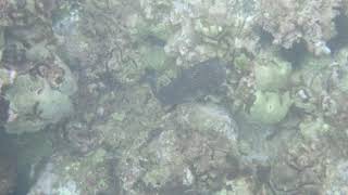 Large dark spotted pufferfish at Ulua Mokapu Beach