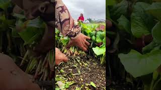 The tender leaves shipped tomorrow are like this in the video. See if you like it #farming