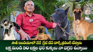 Great Dane Dog for Sale | లక్ష నుండి 30 లక్షల ధరల గ్రేట్ డేన్ డాగ్స్ ఉన్నాయి ! | Kiran TV Rythu