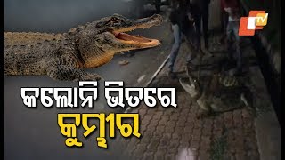 Cyclone Maha- 6.5 Feet Long Crocodile Rescued From Gujarat's Vadodara