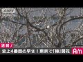 東京で「梅」が開花　観測史上4番目の早さ 17 01 10