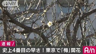 東京で「梅」が開花　観測史上4番目の早さ(17/01/10)