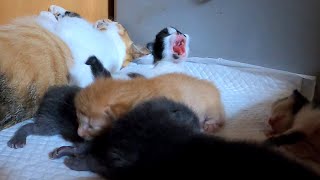 It's hot and the baby cats are panting ... Mouth breathing [9th day after birth-6] 5 kittens