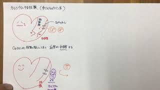 ざっくり薬理学　狭心症の薬02